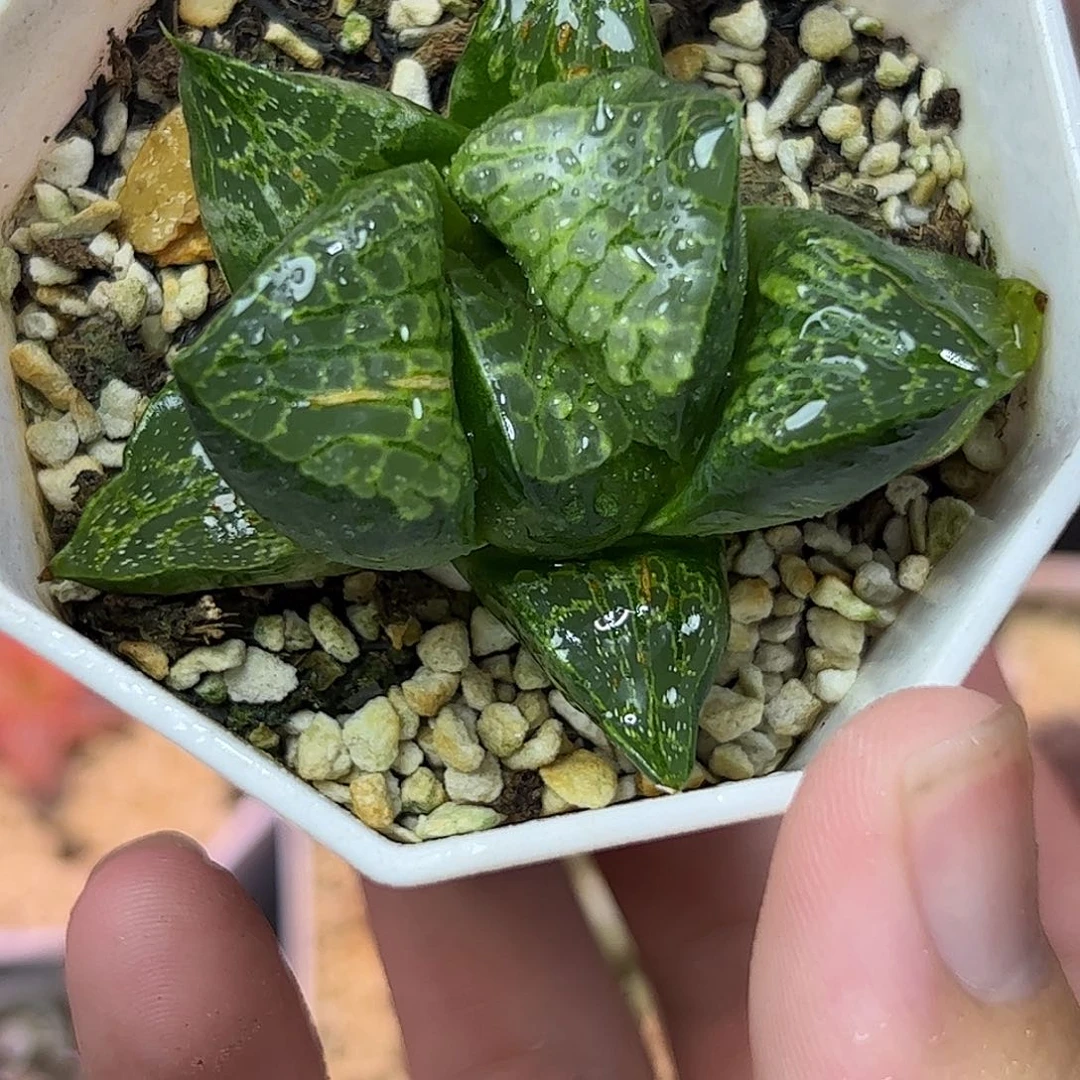 唐草十二卷多肉植物满