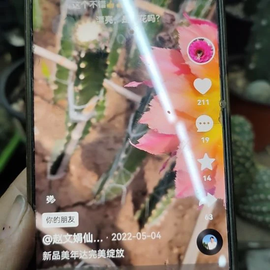 仙人球彩草美年达侧芽