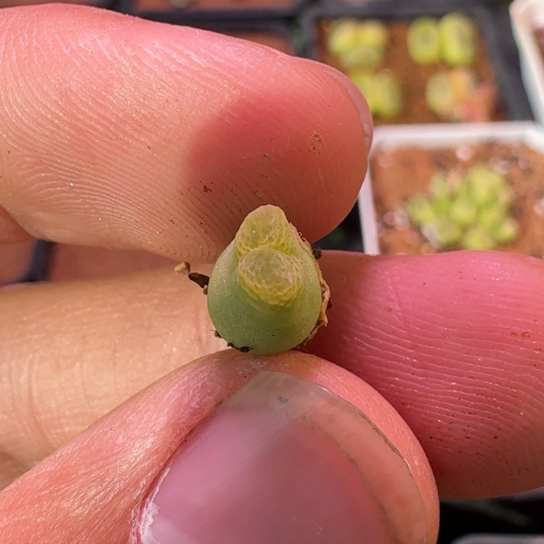 云缦精品番杏24.28