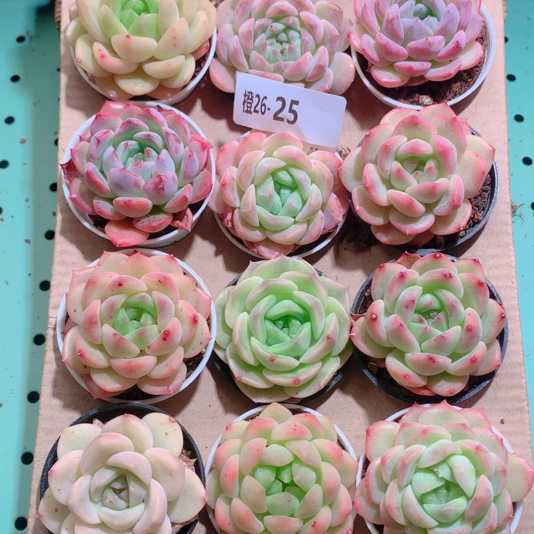 26-25一物一拍带盆18颗