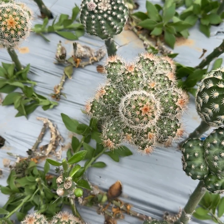 努****丑杂交鹿角仙人球51