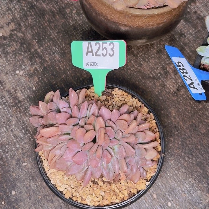 蓝***灵桃花源缀一物一拍A253...
