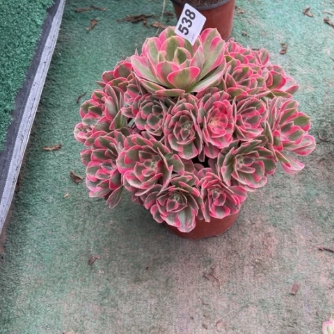 等***g538粉女郎手捧多肉，