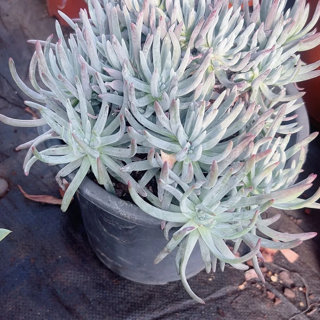 海瑟仙女杯一株脱土发货