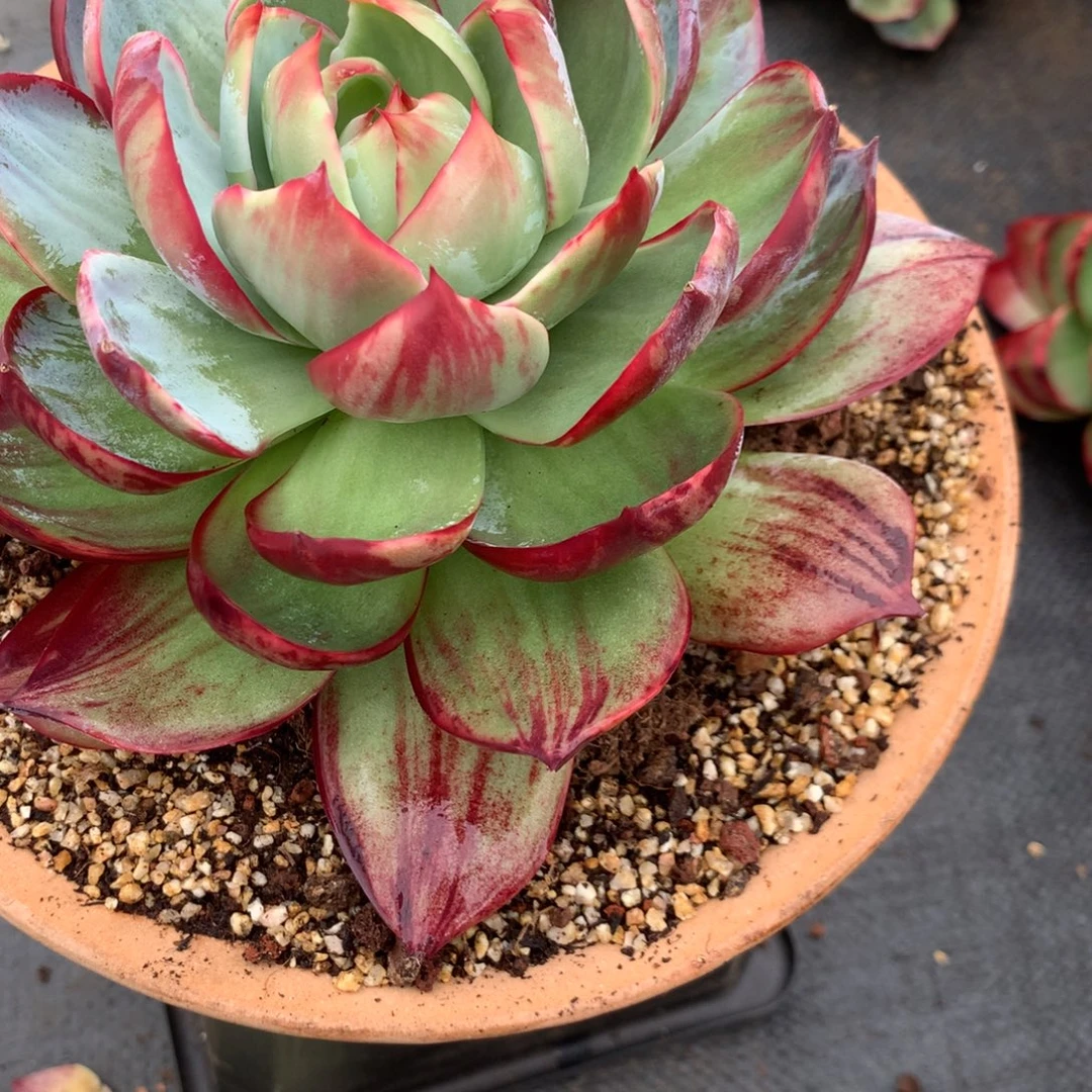 2821号多肉植物惊鸿18