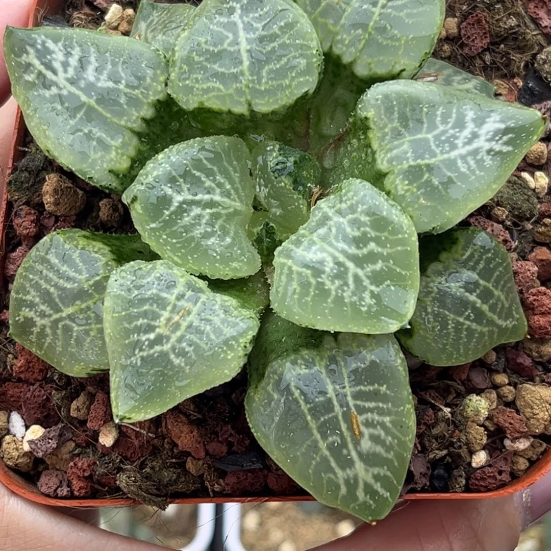 46乱舞康平十二卷多肉