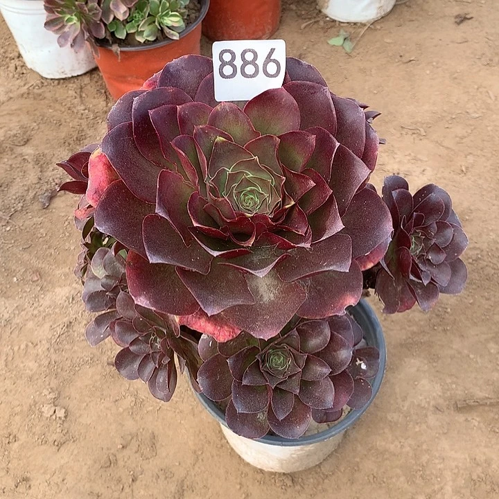 无花朵886魅金中