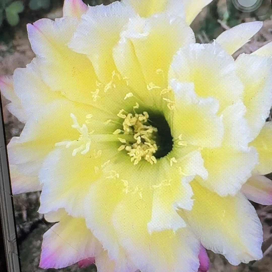 杜兰戈侧芽5公分左右毛花柱