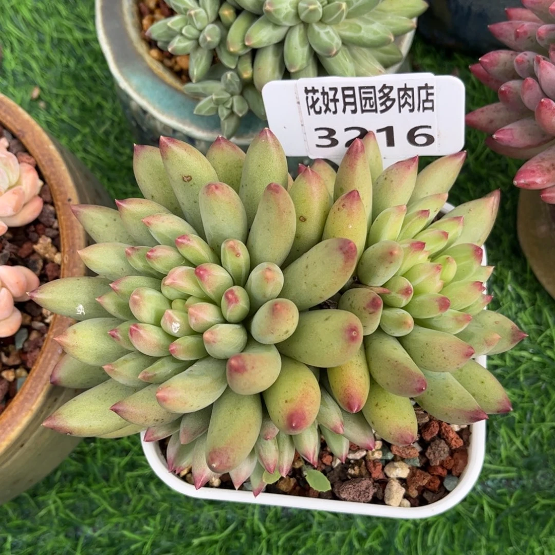 多肉植物3216 一定要拍冷链哦