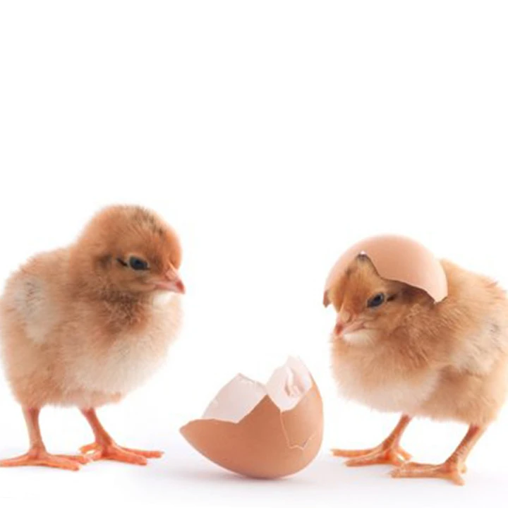 公母混雏混搭30只鸡雏宠物鸡