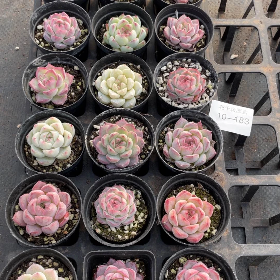 一物一拍18颗10-183