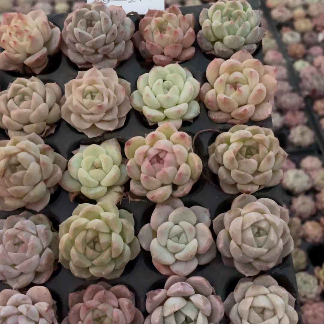 一物一拍20棵小苗29-276