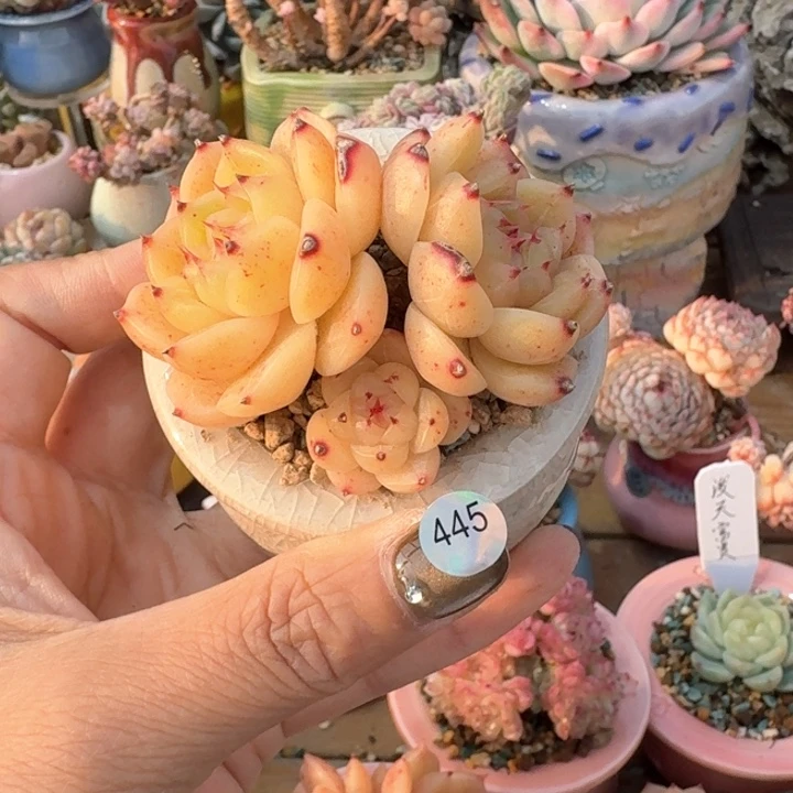 445 多肉含盆土 30包邮 除偏远