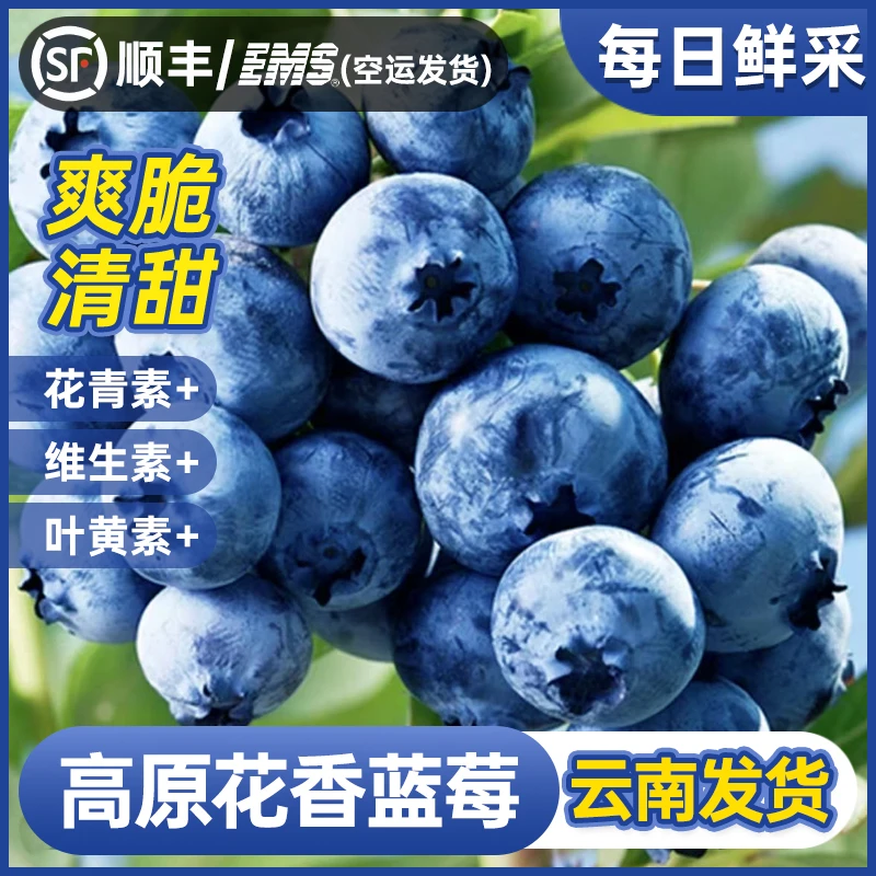 【基地直采25】头茬云南国产蓝莓鲜果高山花香花青素水果空运包邮