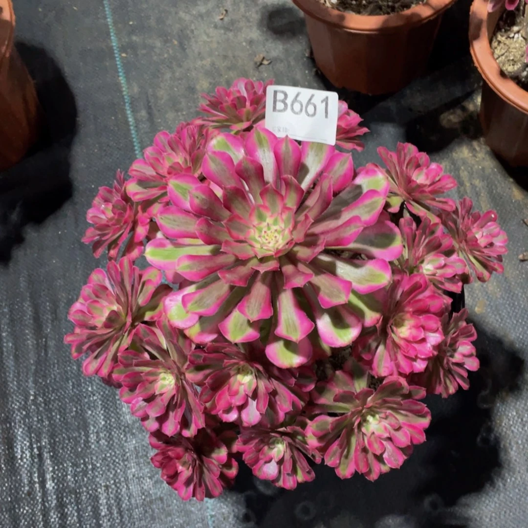 粉铜多肉。    661