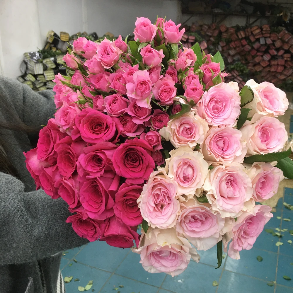 【玫瑰组合】单头玫瑰新鲜鲜花花束云南鲜花基地直发适合客厅装饰