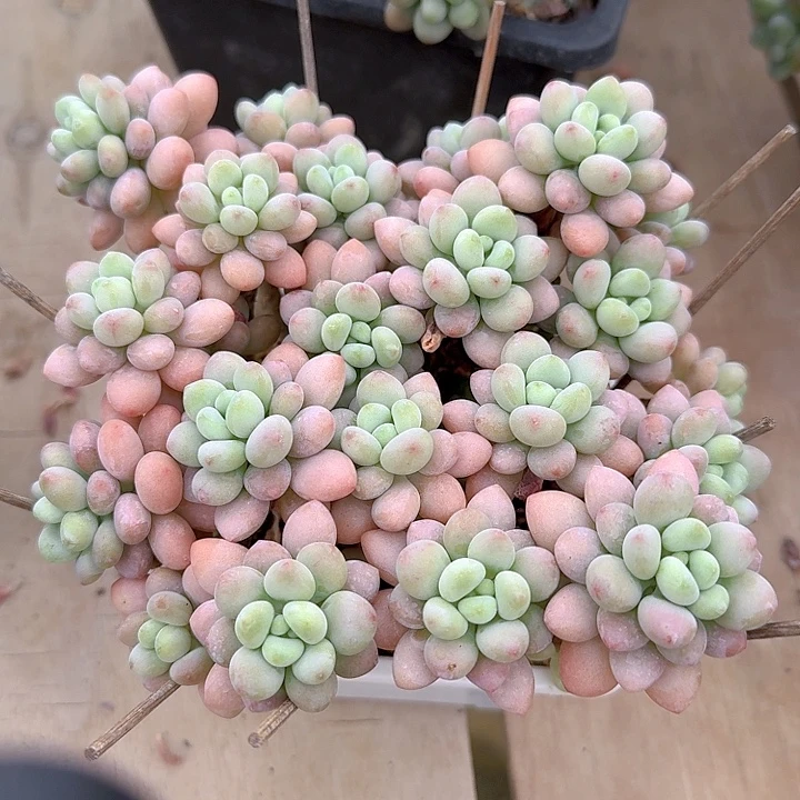 达芙妮多肉植物保护