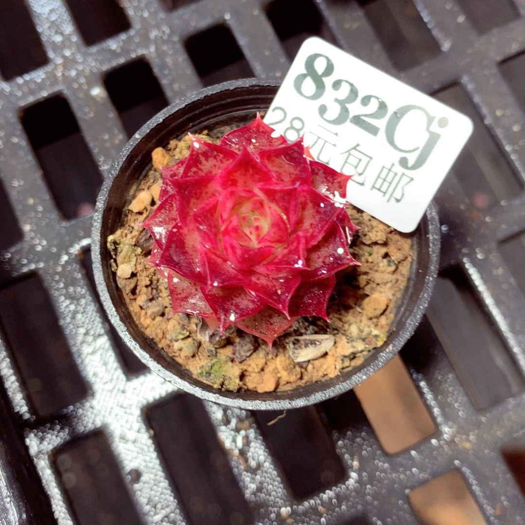 5厘米盆精控多肉832