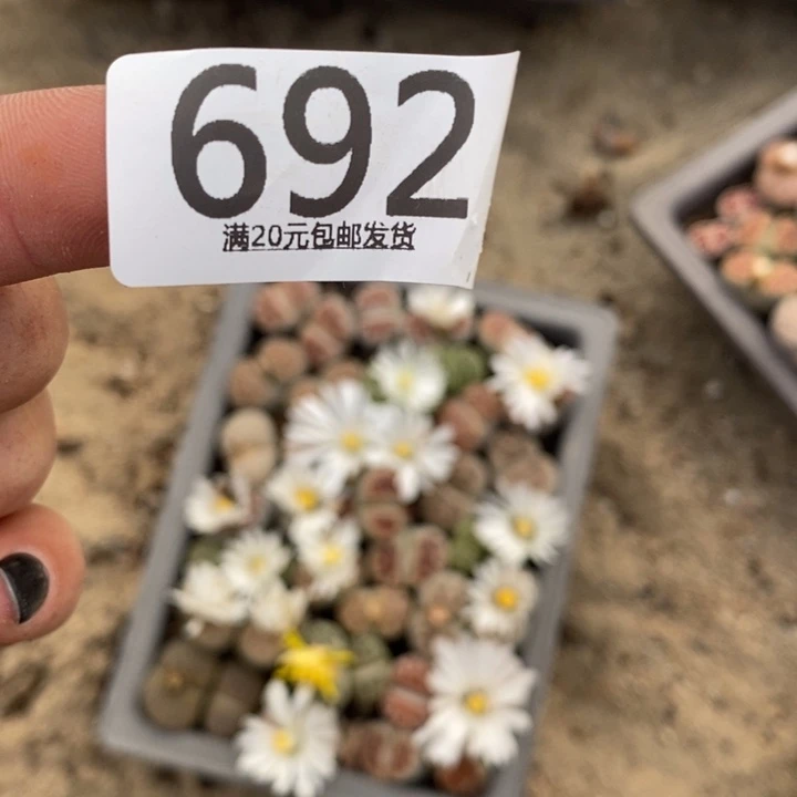 初***琪生石花等植物的生长692
