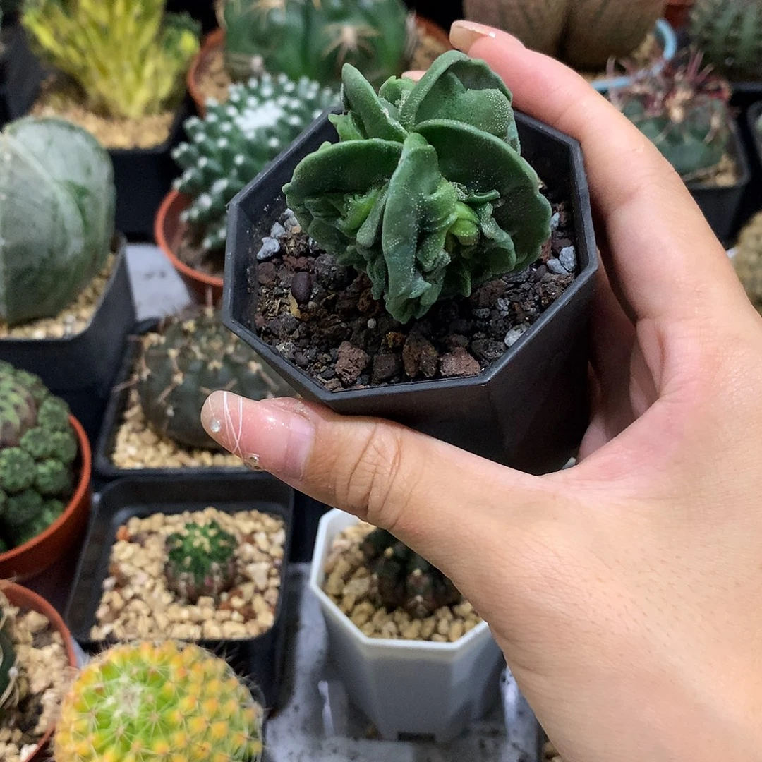 当前无花栽培后可以开花实生根核桃