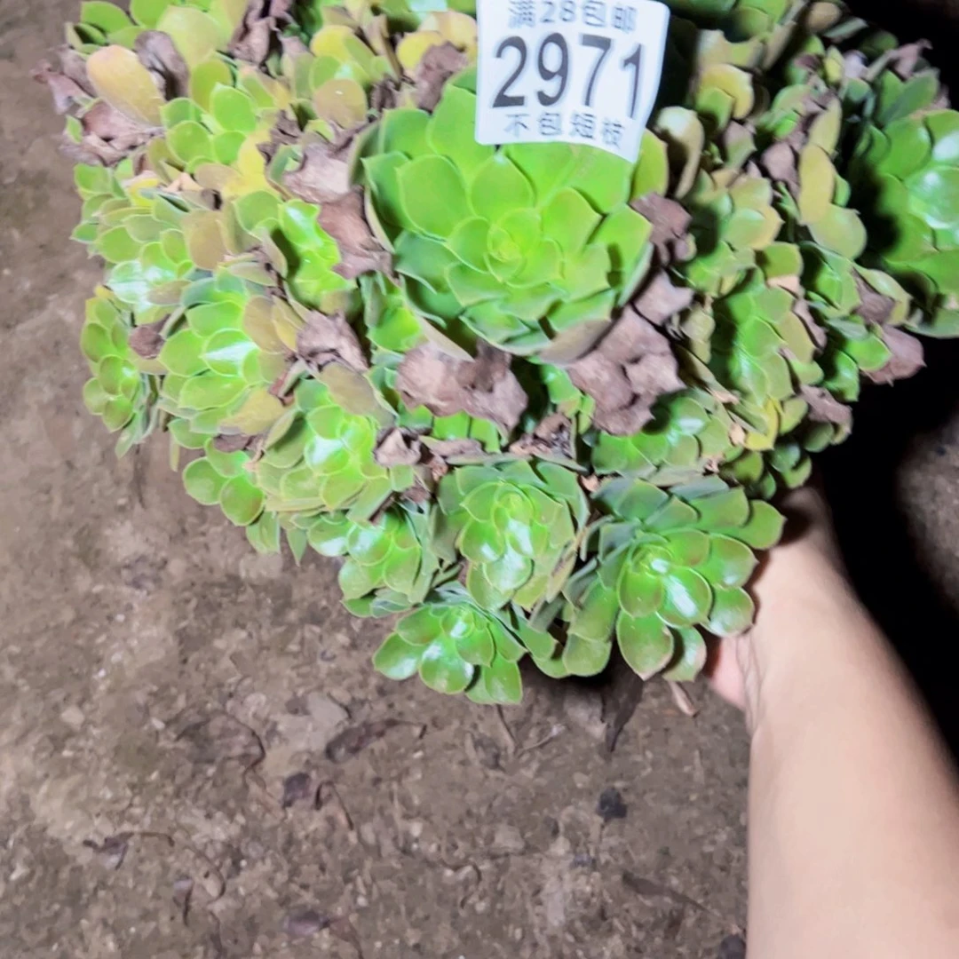 流星雨多肉植物法师2971