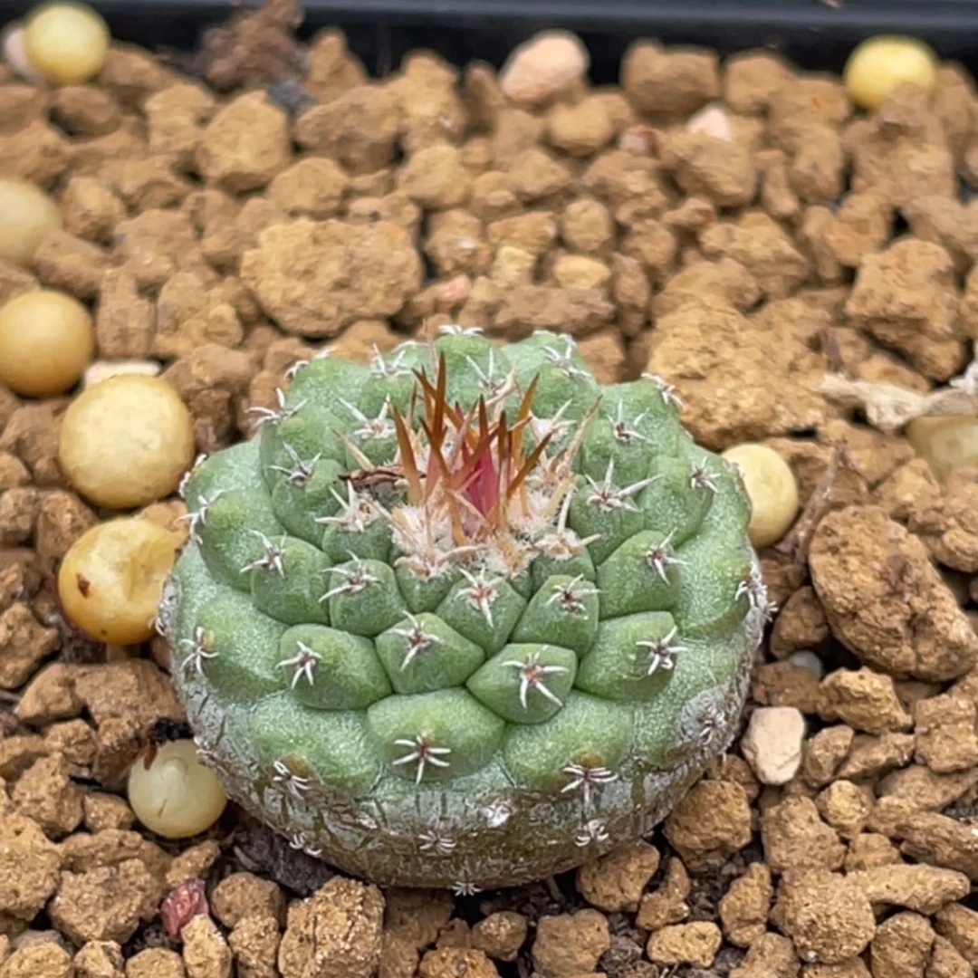 赤花菊水       实生根