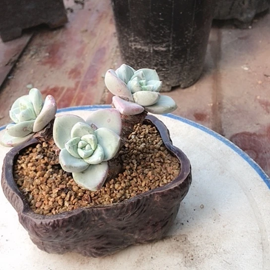 原产地苹果叶仙女棒杯