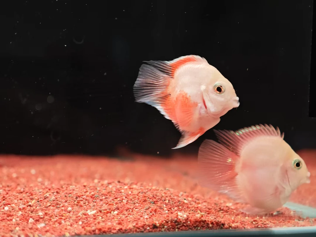 桃心迷你鹦鹉鱼热带鱼好养耐活