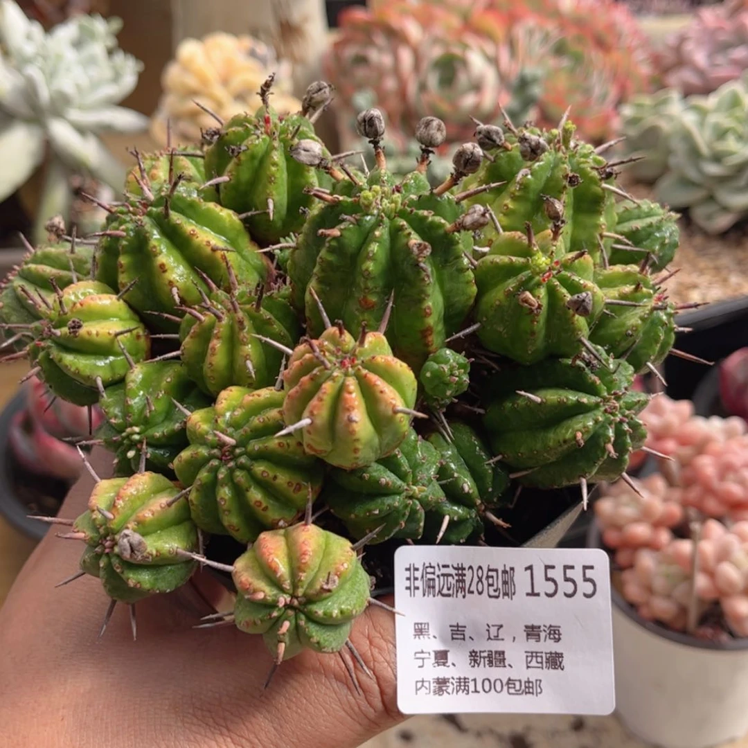 【闪购商品】1555虹彩阁