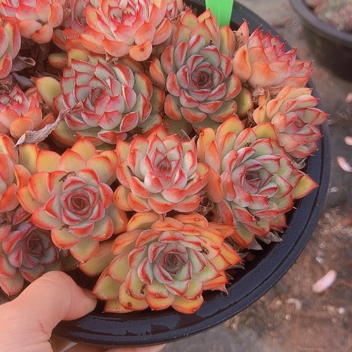 4荷花带盆一个多肉