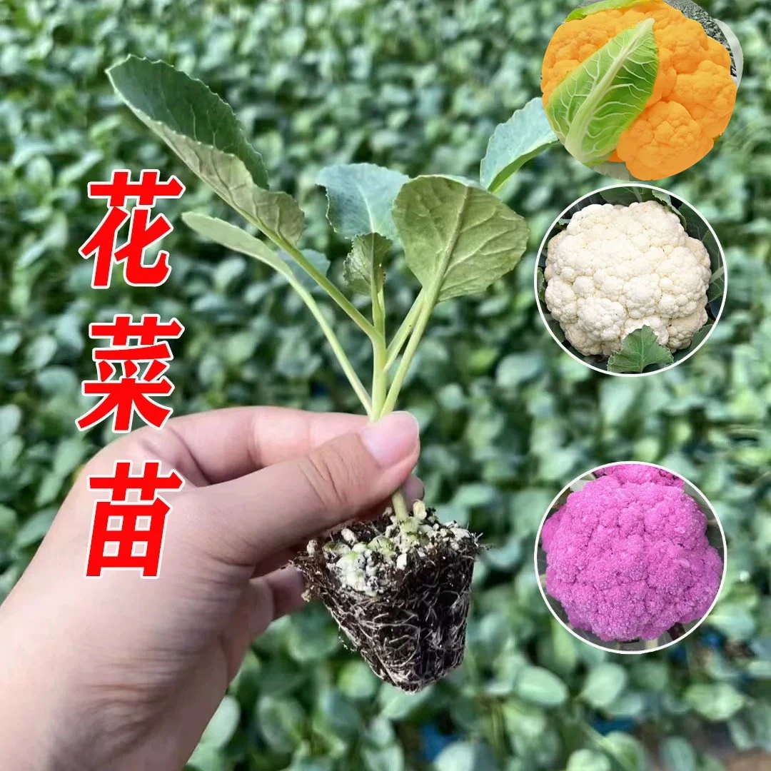 有机花菜苗西蓝花苗四季可种耐寒紫花菜黄冠花菜苗庭院种植松花菜