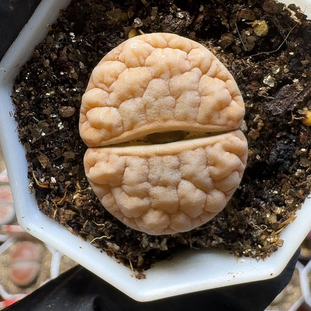 生石花23:：：：。  157