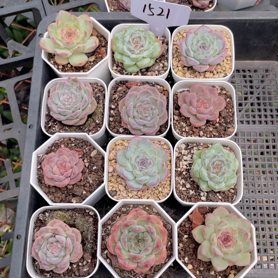 薇薇安园艺多肉1521