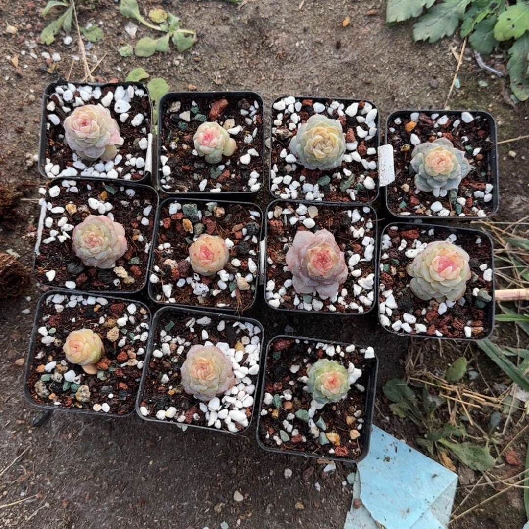 椰***冻多肉小卡拉米糖心一物一拍