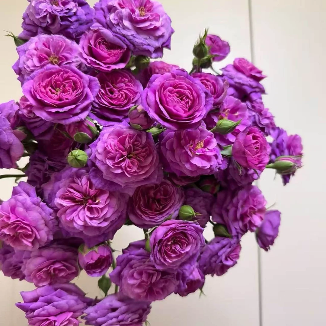 【凝夜幽兰玫瑰】云南优选鲜切花昆明基地直发家用插花节日