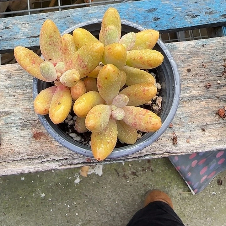青蛙王子儿童牙膏套装11