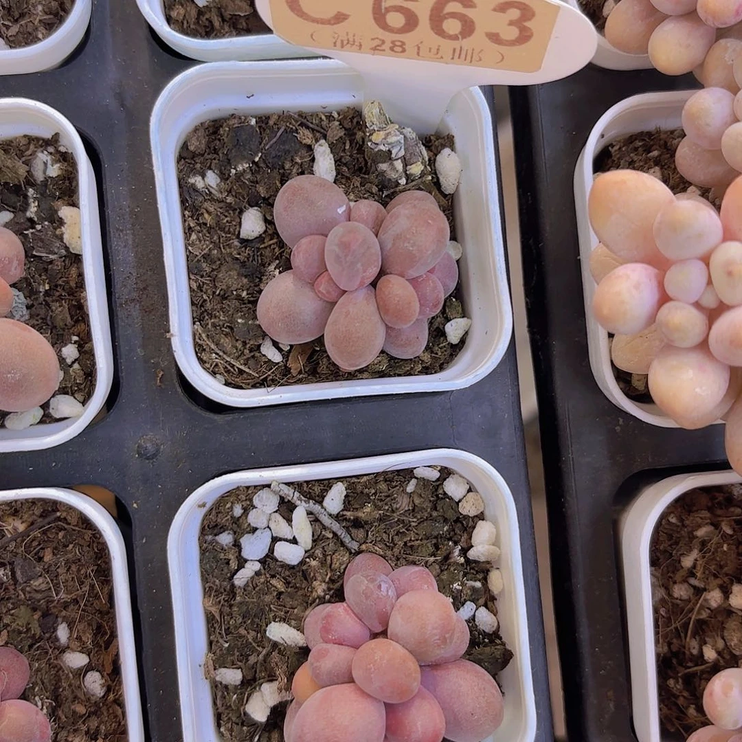 C663糖果美人一物一拍