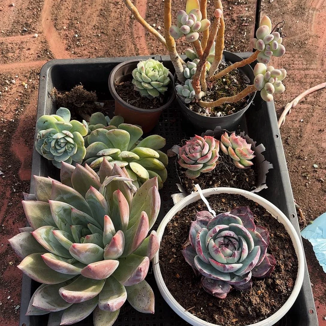 多肉植物空拍167号