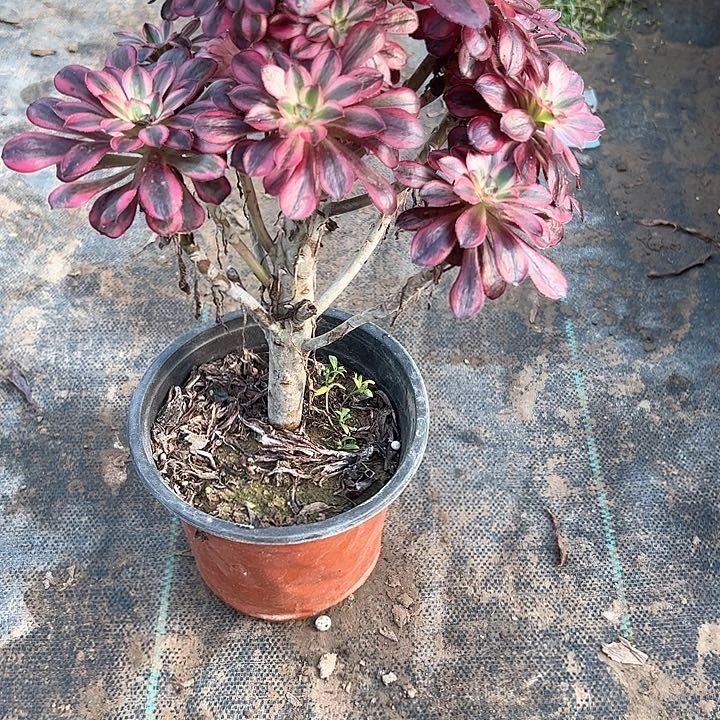 多肉法师植物链接56