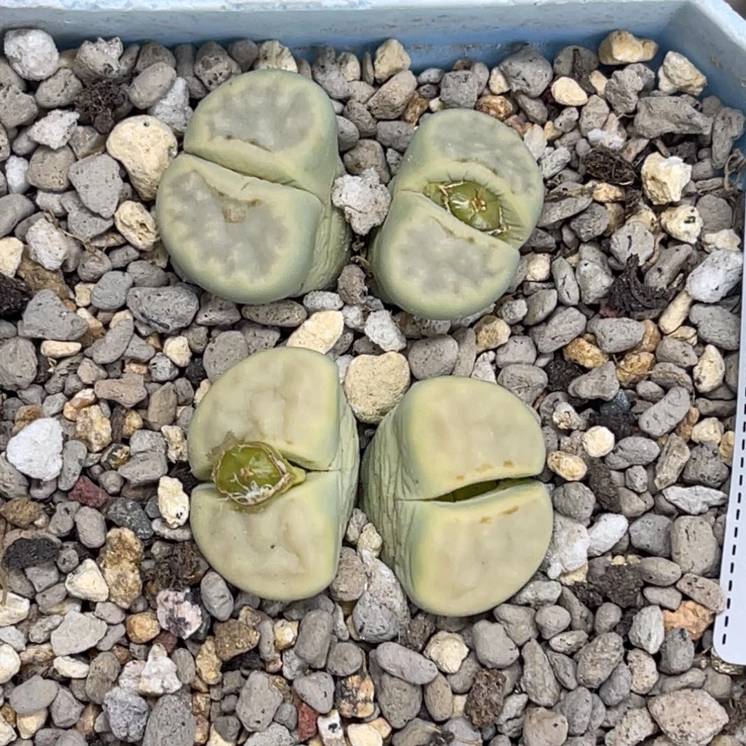 1781双头奶油寿丽1