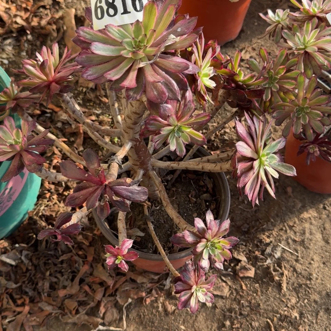 法师紫霞仙子6816 19-15