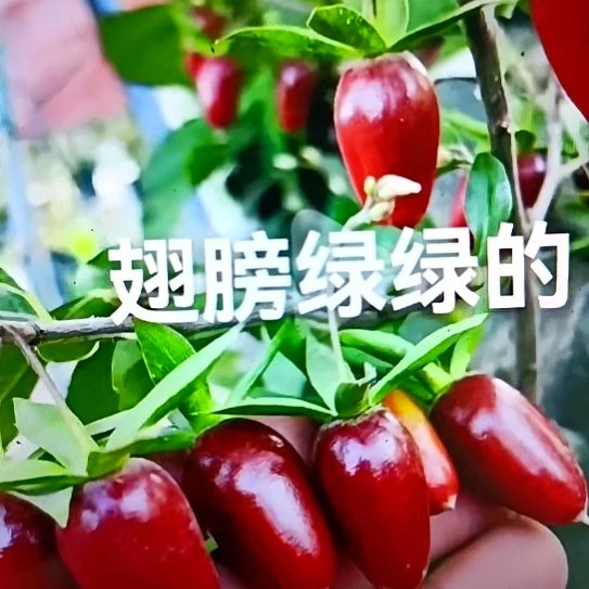 无花朵寿星扦插苗
