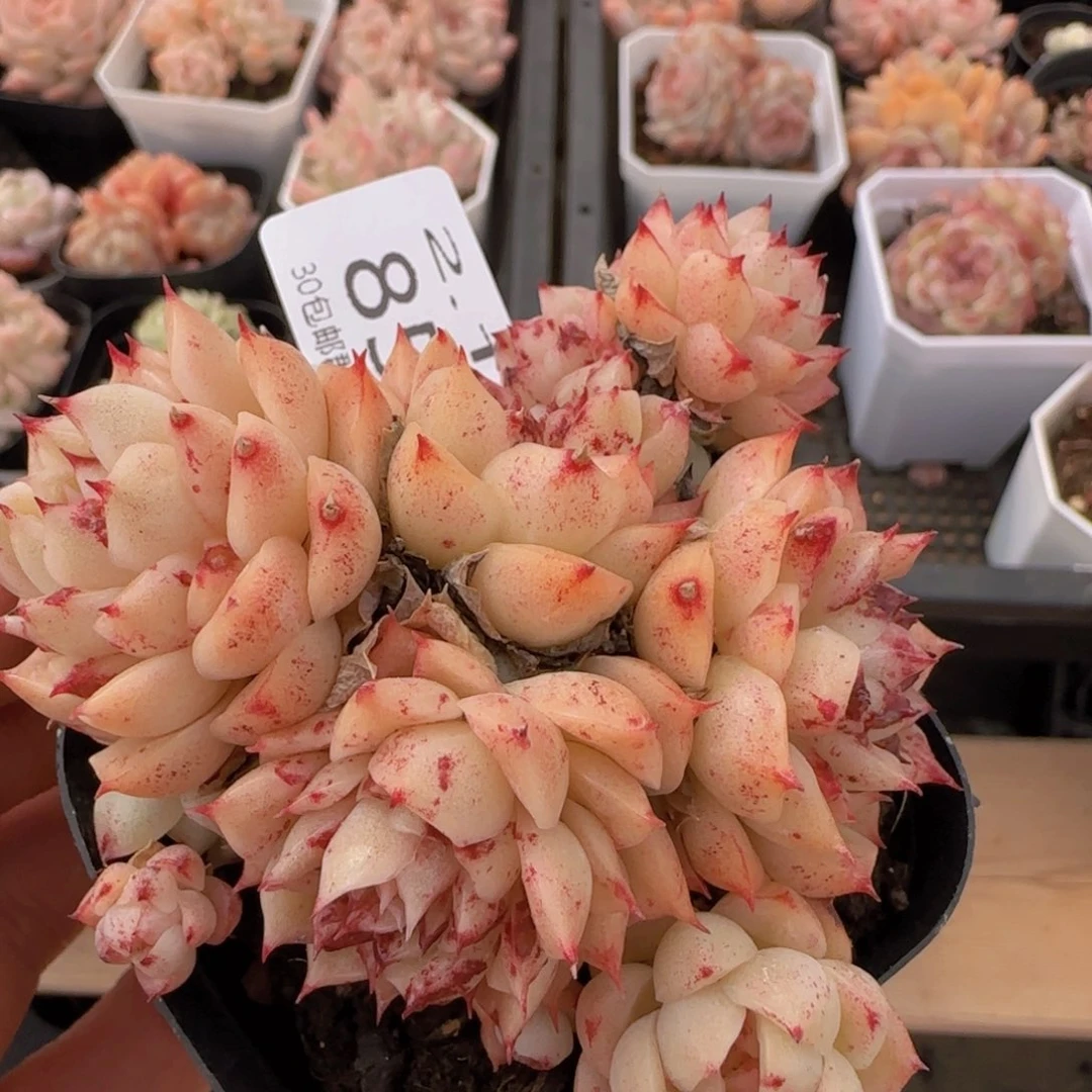 麦秆石化群一颗脱土发货