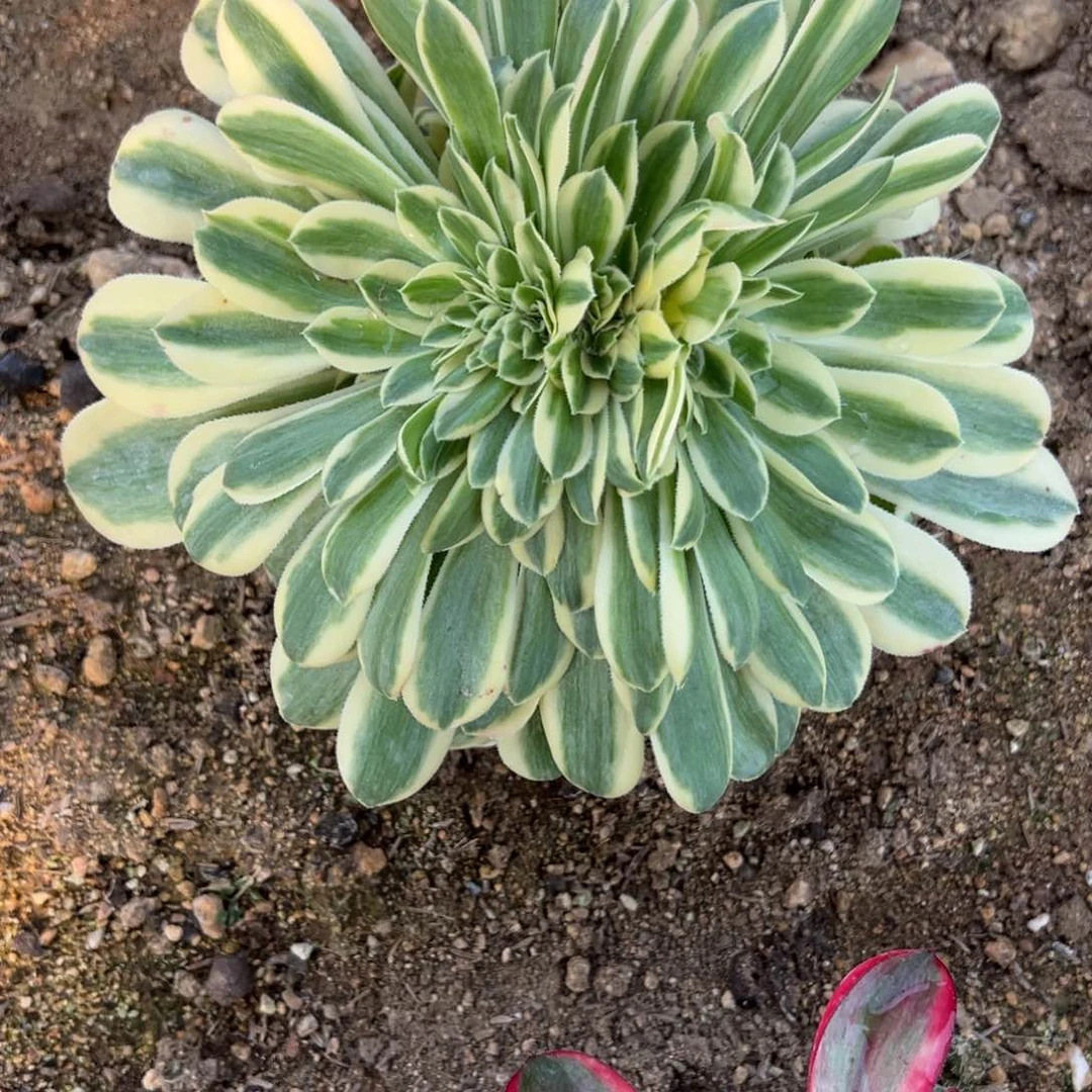 179迈巴赫缀多肉植物山东