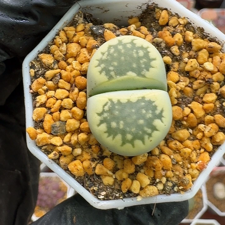 小***巾生石花23:：：。  280号