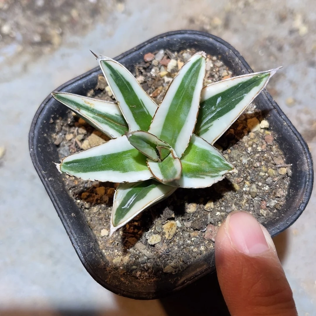 丸叶冰山龙舌兰多肉植物