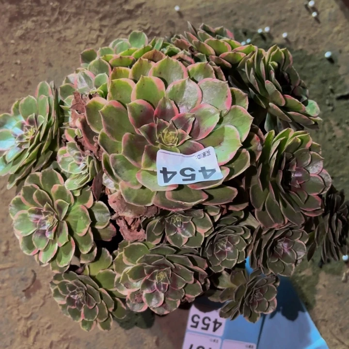 454孔雀翎多肉植物