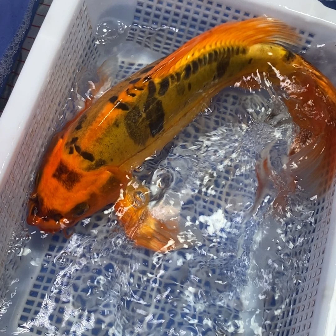锦鲤冷水锦鲤包邮