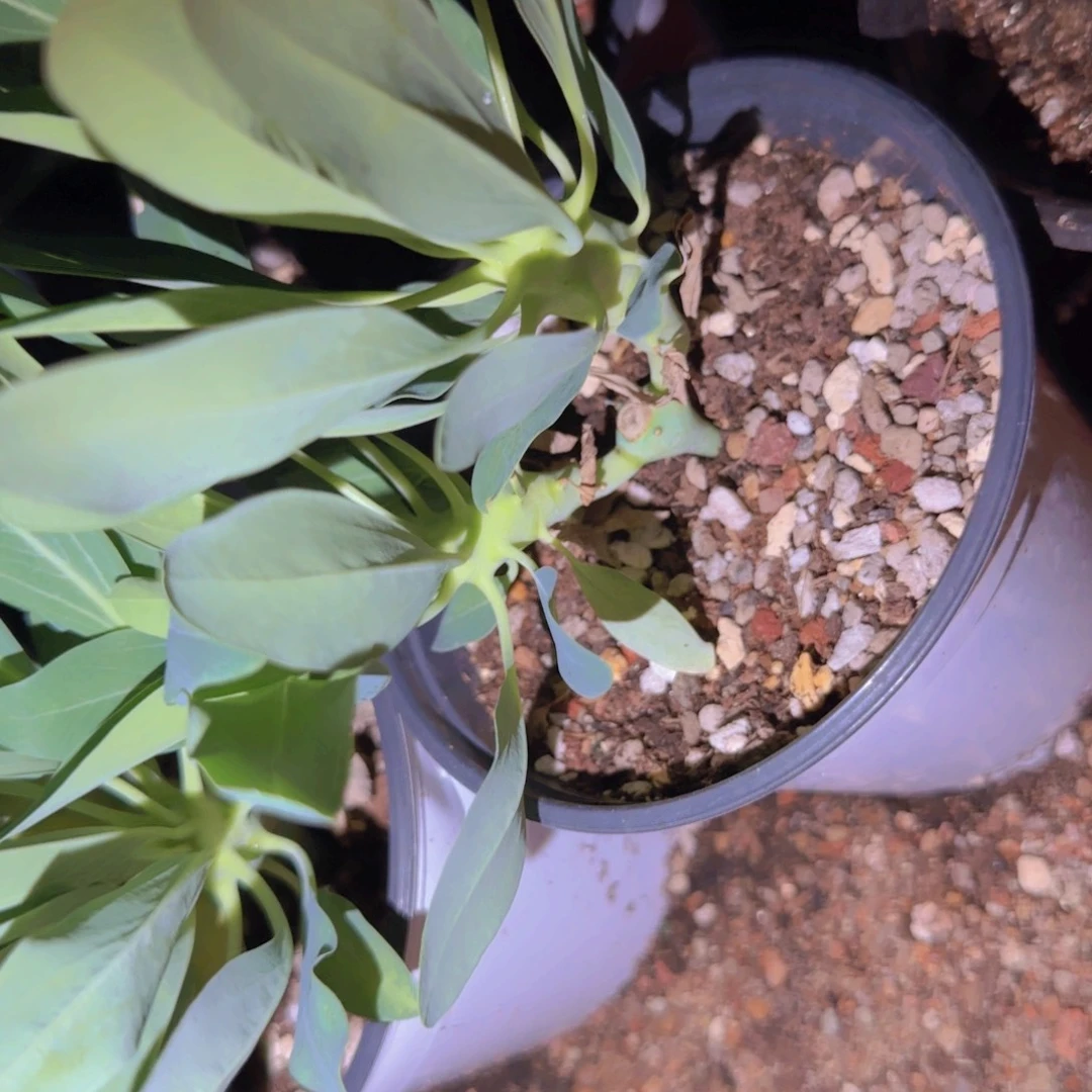 K***g块根植物块根植物