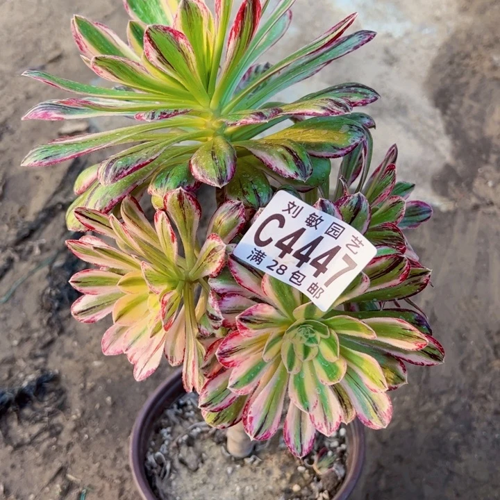 V锦锦多肉植物法师4447